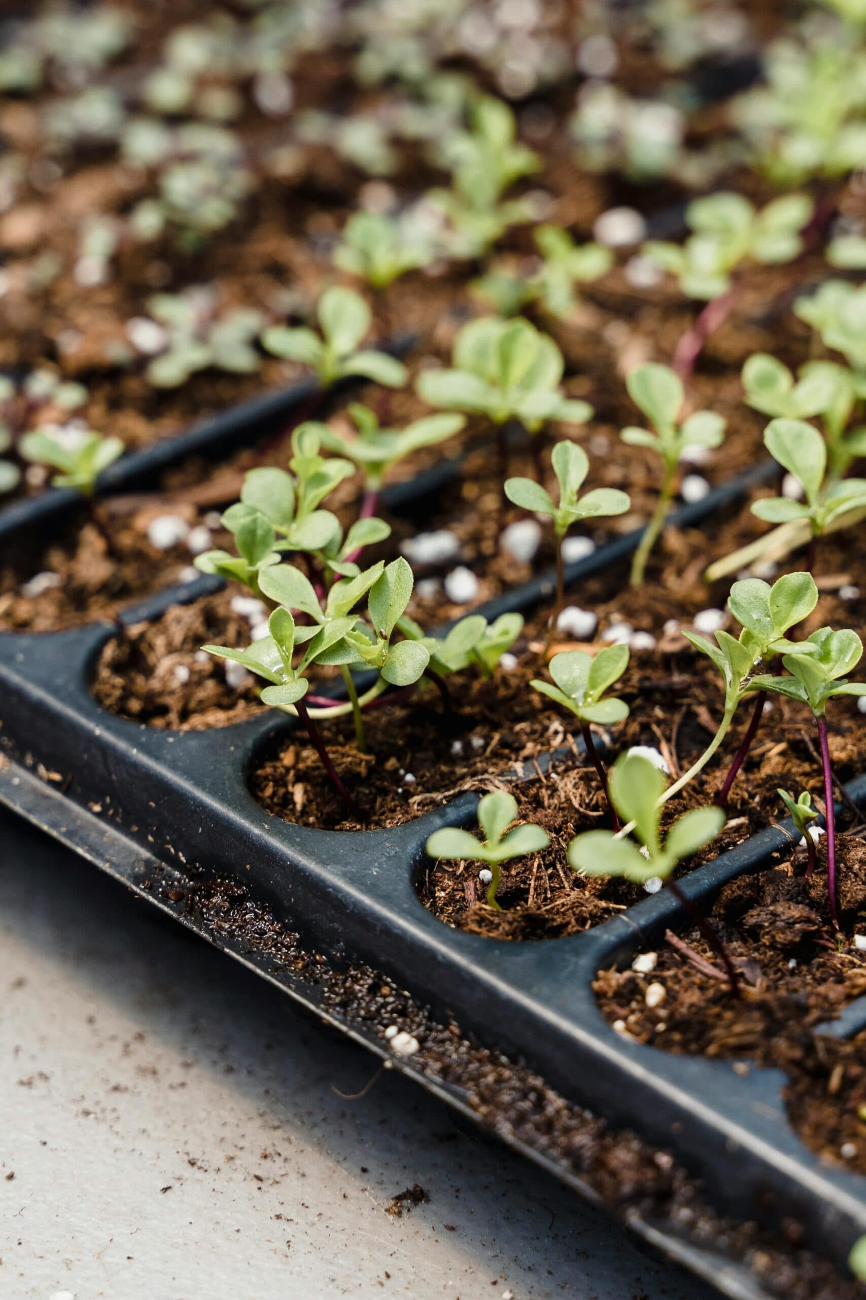 microgreens
